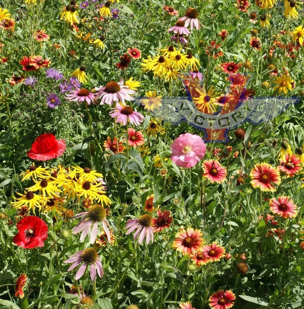 Wildflower Seed Mix - 200+ Heirloom Native Flower Seeds for Pollinator Gardens - Non-GMO, Midwest Grown Seed Packet