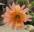 Echinopsis 'California' Cactus Cutting with 4 Pups, Succulent Plant for Indoor Gardening, Easy Care, Vibrant Blooms