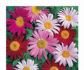 Giant Painted Daisy Seeds - Robinson's Pyrethrum - 33 Seeds - Vibrant Colorful Blooms for Garden, Borders & Cut Flowers