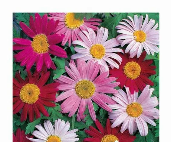 Giant Painted Daisy Seeds - Robinson's Pyrethrum - 33 Seeds - Vibrant Colorful Blooms for Garden, Borders & Cut Flowers