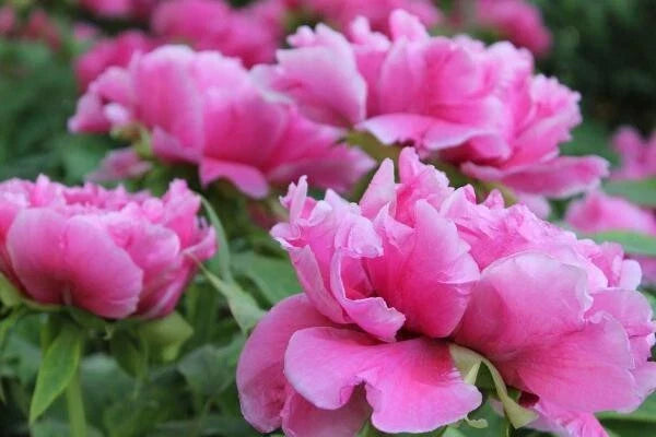 Peony Seeds 10 Pack Garden Flower Exotic Paeonia spp. for Borders, Cut Flowers, and Landscaping