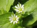 Organic Chickweed Seeds - Stellaria media, Annual Herb, Medicinal & Culinary Use, 50+ Seeds for Garden or Pots