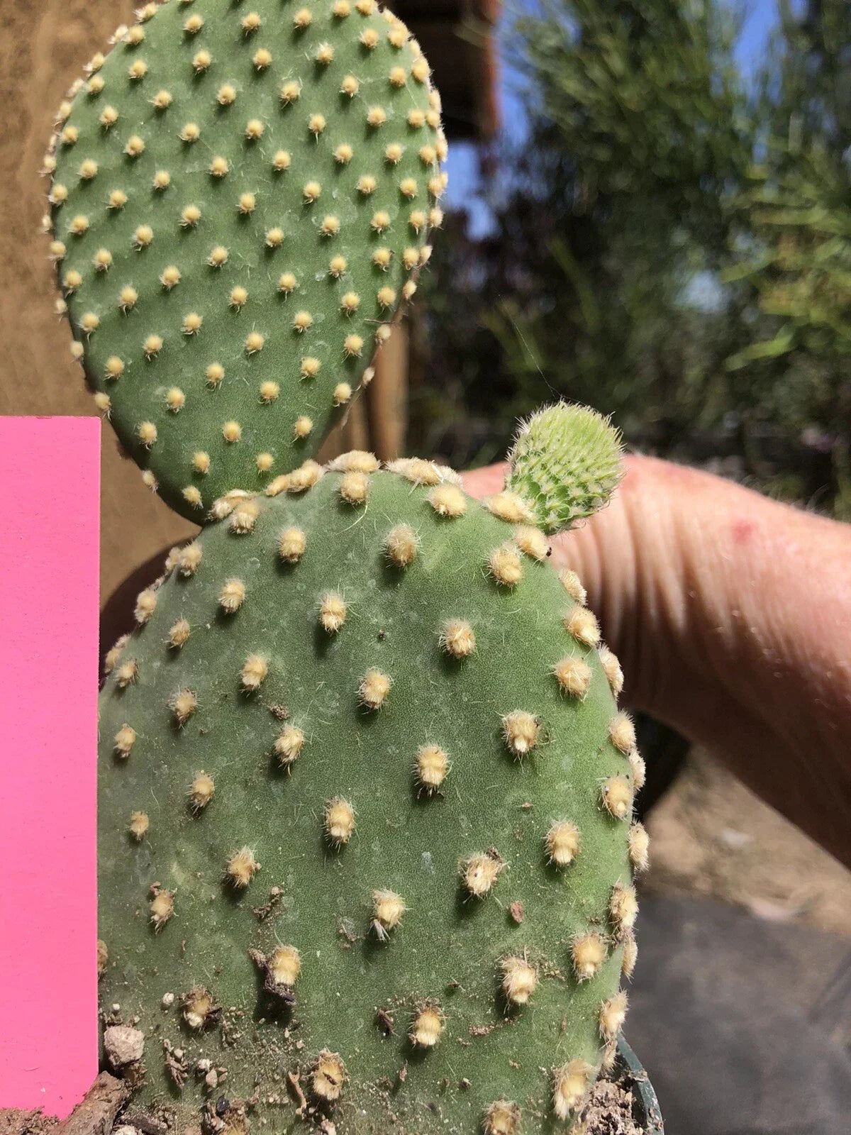 Opuntia microdasys Bunny Ears Cactus Potted Plant, Off White Succulent, Indoor Decor, Low Maintenance, Drought-Resistant