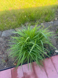 Golden Yellow Stella Daylilies - 10 Bare Root Plants - Hemerocallis 'Stella de Oro' - Perennial Flowering Plants