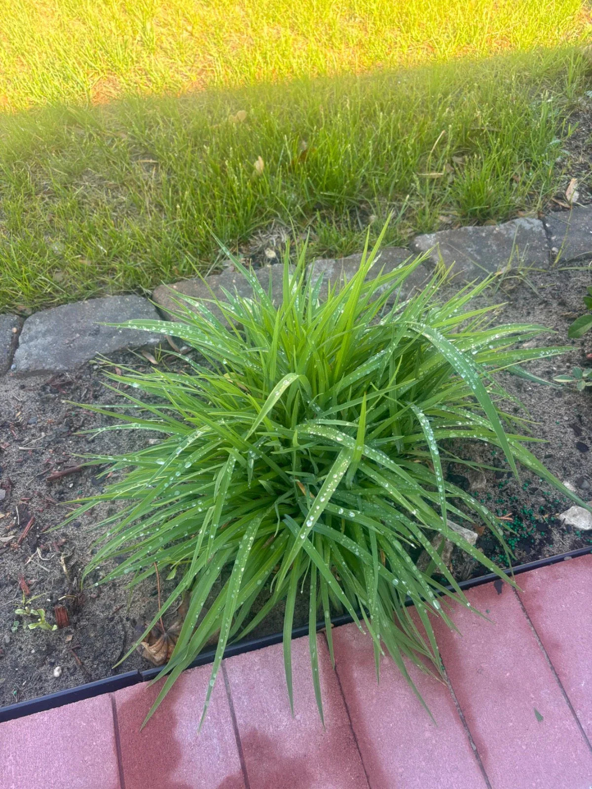 Golden Yellow Stella Daylilies - 10 Bare Root Plants - Hemerocallis 'Stella de Oro' - Perennial Flowering Plants