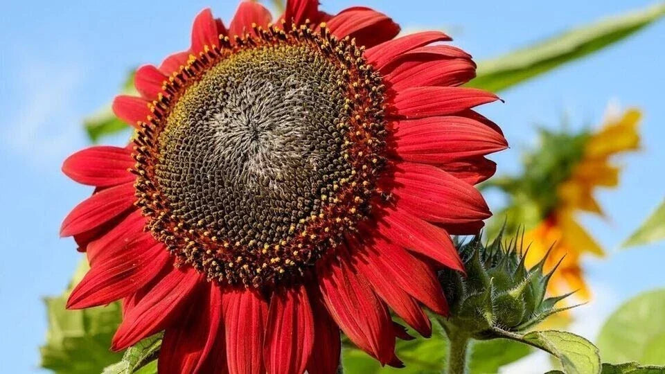 Red Sunflower Seeds - 100+ Heirloom Non-GMO Pack - Vibrant Red Helianthus annuus for Garden Planting