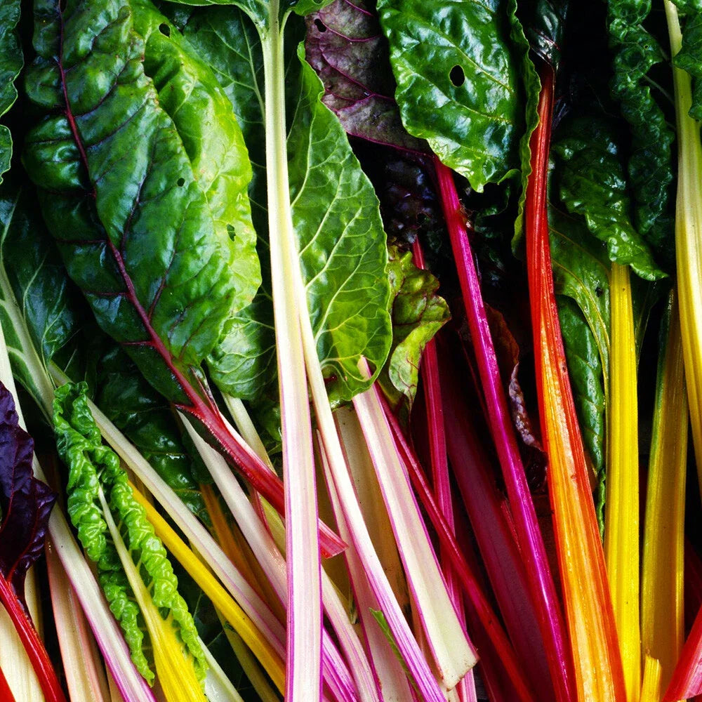 Rainbow Swiss Chard Seeds - 50 Non-GMO Vegetable Garden Seeds Beta vulgaris var. cicla for Colorful Greens