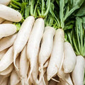 Non-GMO White Icicle Radish Seeds - Raphanus sativus, Fast-Growing, Crisp, 100+ Pack for Home Garden and Containers