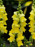 Snapdragon Seeds - 1000+ Sonnet Yellow - Antirrhinum majus Garden Planting for Borders & Containers, Non-GMO, Easy to Grow