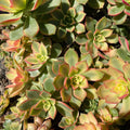 Aeonium Kiwi Variegated Succulent Cuttings - "Dream Color" - Green & Pink Variegation - Indoor & Outdoor Gardening