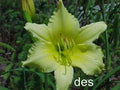 Daylilies Live Plants - BIG TIME HAPPY - Bright Yellow Reblooming Hemerocallis