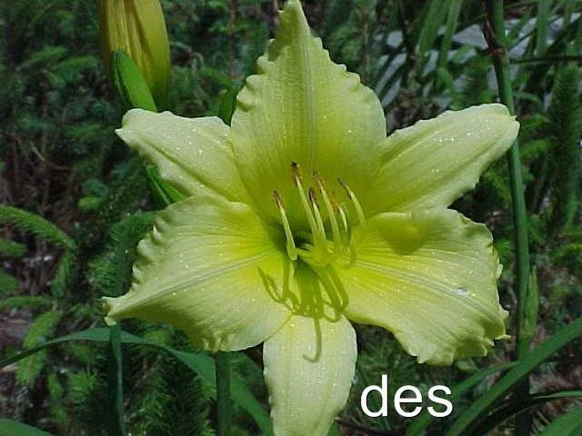 Daylilies Live Plants - BIG TIME HAPPY - Bright Yellow Reblooming Hemerocallis