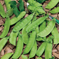 Snow Pea Seeds - Chinese Sugar Snap Pod, Mammoth Melting Sugar, 20 Seeds, Pisum sativum var. saccharatum, Climbing Vine