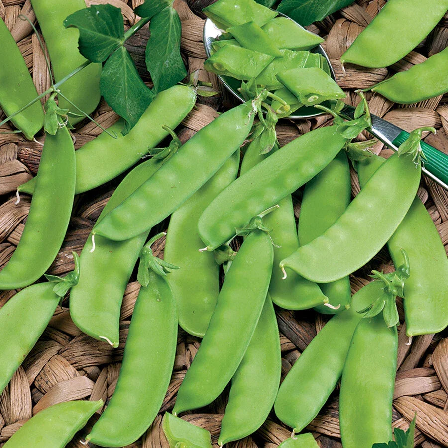 Snow Pea Seeds - Chinese Sugar Snap Pod, Mammoth Melting Sugar, 20 Seeds, Pisum sativum var. saccharatum, Climbing Vine