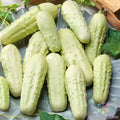 Miniature White Pickle Cucumber Seeds - 25+ Pack, Heirloom Vegetable Seeds for Home Garden, Vining Cucumis sativus, Container Planting