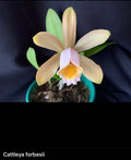 Cattleya Forbesii Orchid - Bare Root Imported Species - Exotic Blooms