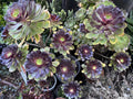 Black Rose Succulent Cuttings - 5 Aeonium arboreum 'Zwartkop' - Drought-Tolerant Indoor & Outdoor Plant