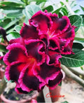 Desert Rose Plant - Small Rooted Seedling - Caspian Variety - Adenium Obesum - Vibrant Blooms, Succulent Stem