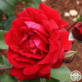 Don Juan Climbing Rose Cuttings - 3 Stems, Velvety Red Blooms, Fragrant, Rosa 'Don Juan' Unrooted Live Plant