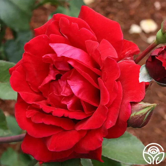 Don Juan Climbing Rose Cuttings - 3 Stems, Velvety Red Blooms, Fragrant, Rosa 'Don Juan' Unrooted Live Plant