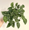 Silver Ann Pothos Cuttings - 2 Leaves, 2 Nodes, Rare Scindapsus Pictus Hybrid, Indoor Houseplant, Trailing Vining Plant