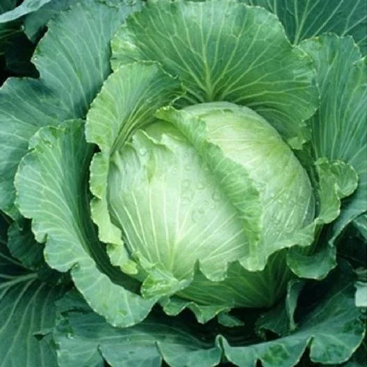 Cabbage Seeds - 1000 All Seasons Brassica oleracea for Spring, Summer, Fall Gardens