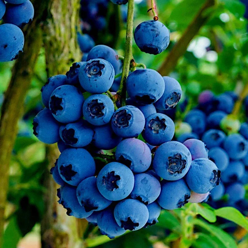 Blueberry Tree Seeds - Southern Highbush Variety - Cold Hardy Vaccinium corymbosum for Garden or Container Cultivation
