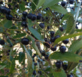 Laurel Greenbrier Seeds | Smilax Laurifolia Florida Native Climbing Vine | Wildlife Friendly, 5 Pack