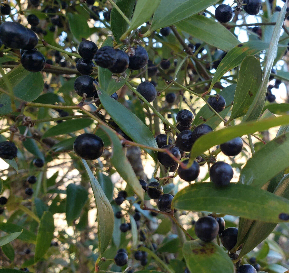 Laurel Greenbrier Seeds | Smilax Laurifolia Florida Native Climbing Vine | Wildlife Friendly, 5 Pack