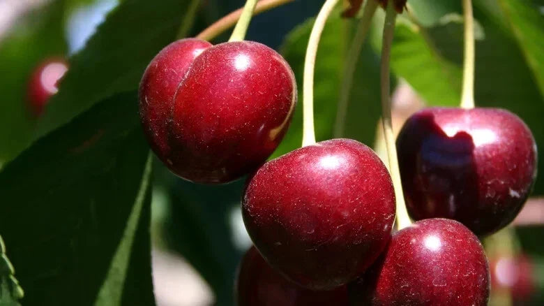 Bing Cherry Seeds - 10+ Pack, Prunus avium, USA Grown, for Home Garden Planting, Sweet Dark Red Cherries, Organic, Non-GMO