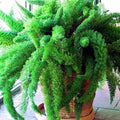 Asparagus Densiflorus 'Myers' Seeds - 10 Pack - Tropical Houseplant Fern with Feathery Foliage