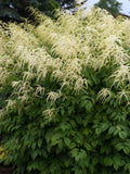 Goats Beard Seeds - Perennial Flowering Plant - Aruncus dioicus - 40+ Seeds for Garden, Shade, Woodland Borders