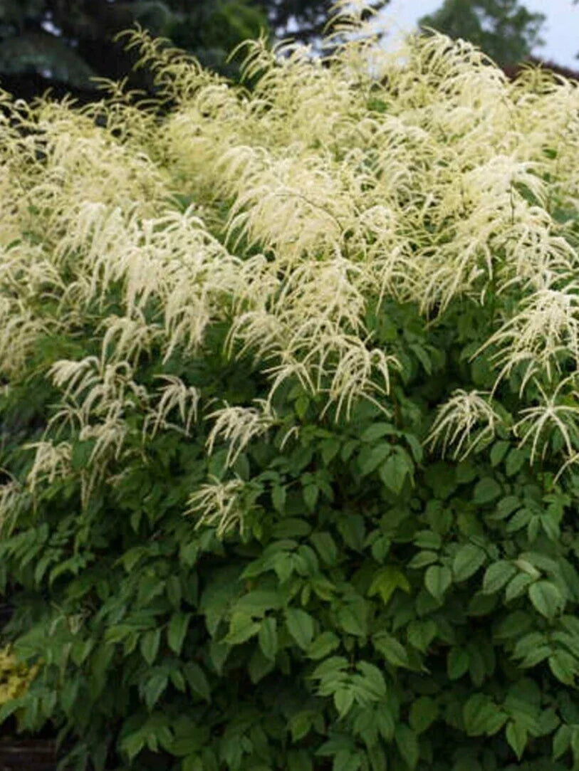 Goats Beard Seeds - Perennial Flowering Plant - Aruncus dioicus - 40+ Seeds for Garden, Shade, Woodland Borders