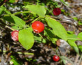 Red Huckleberry Seeds - 50+ Vaccinium parvifolium Native Edible Plant, Deciduous Shrub, Full Sun to Partial Shade, Well-Drained Soil