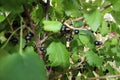Black Currant Live Plant – 2 Year Old Ribes nigrum, 18-25 Inches Tall, Fruit-Bearing Shrub for Garden or Container Planting