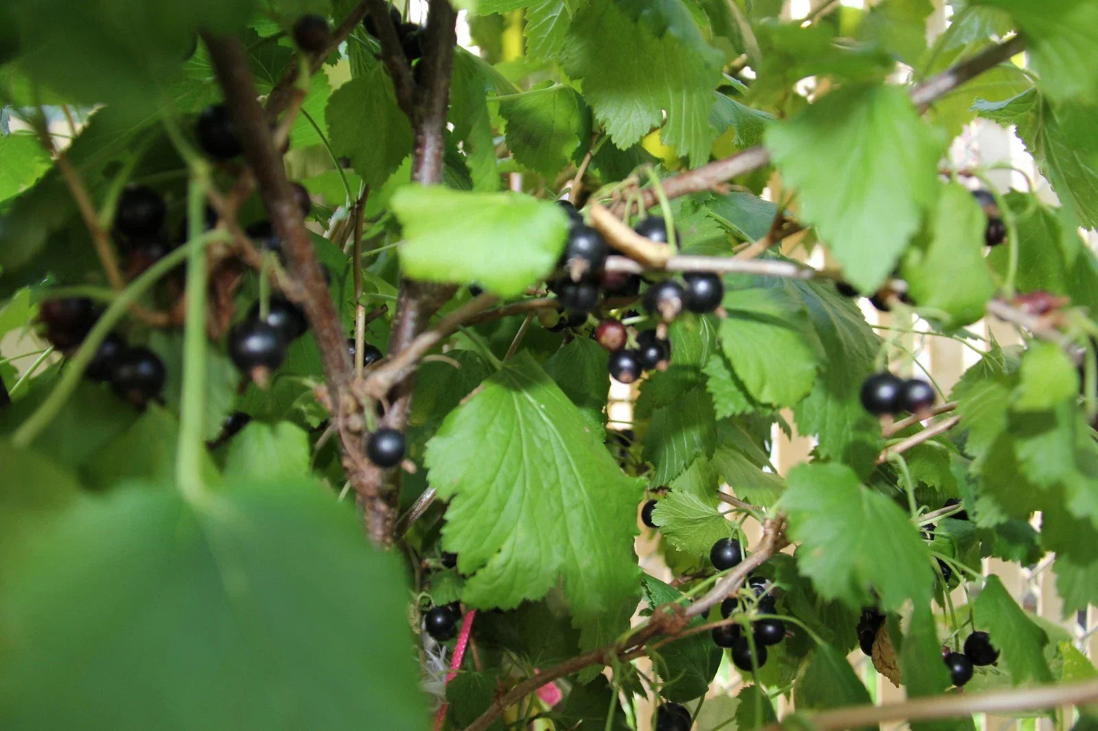 Black Currant Live Plant – 2 Year Old Ribes nigrum, 18-25 Inches Tall, Fruit-Bearing Shrub for Garden or Container Planting