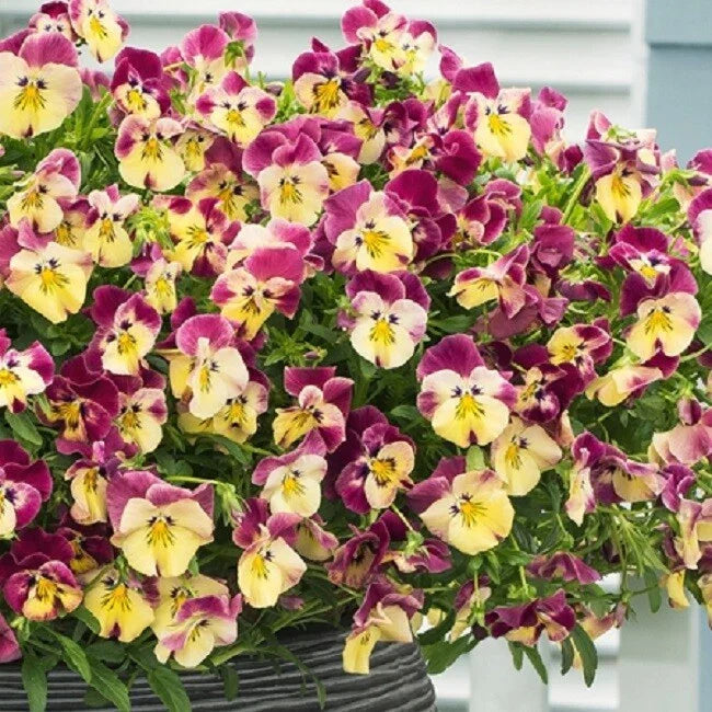 15 Pansy Seeds - Trailing Viola x wittrockiana Strawberry Swirl for Hanging Baskets and Containers