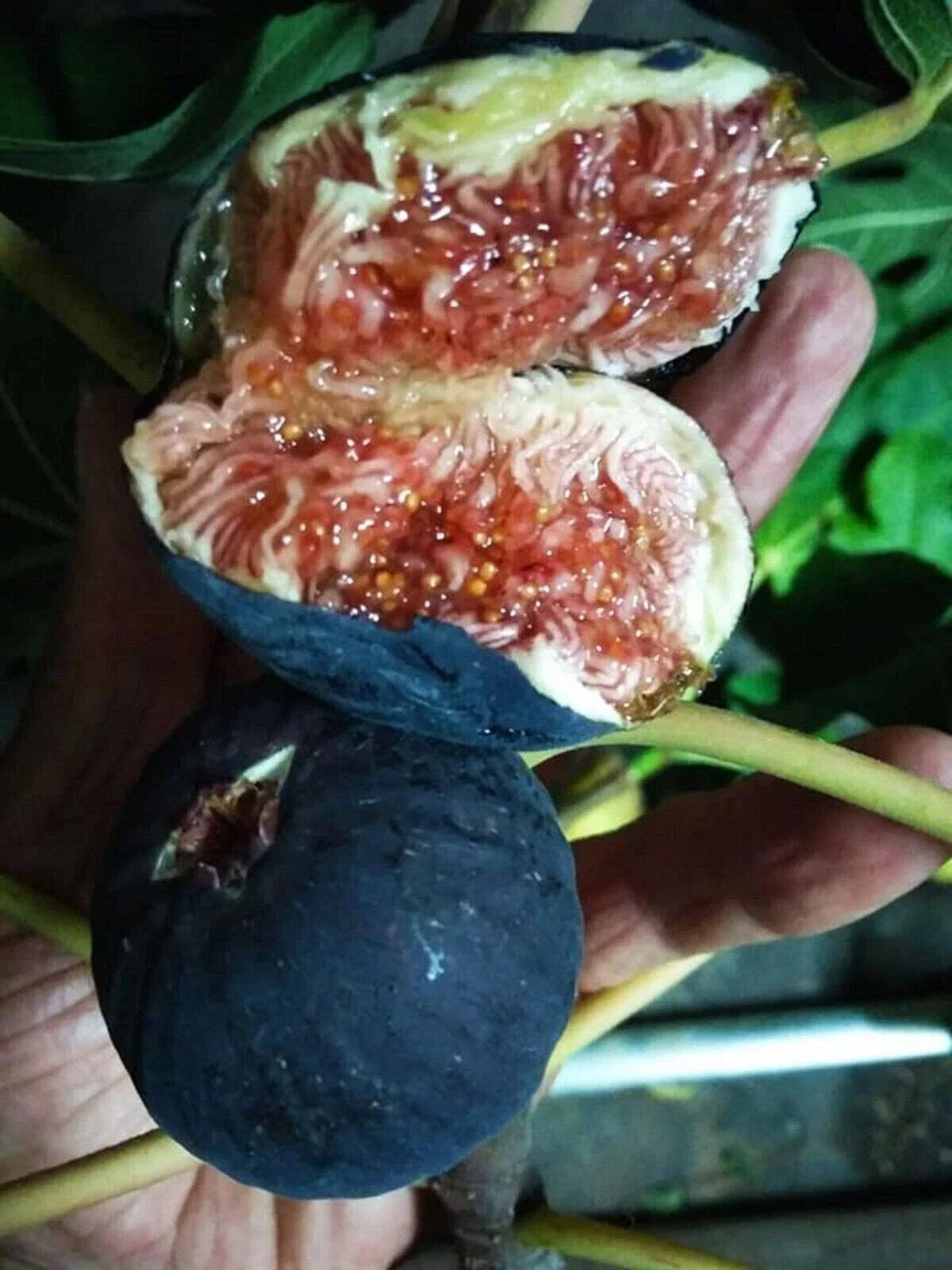 Black Madeira Fig Cutting - Non-Rooted Ficus carica 'Black Madeira'