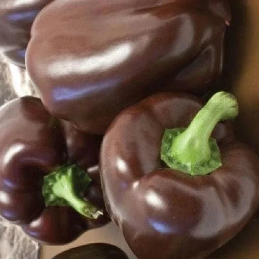 Heirloom Chocolate Beauty Bell Pepper Seeds – Non-GMO Organic Capsicum annuum, Vibrant Chocolate-Colored Peppers, Pack of 25 Seeds