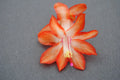 Christmas Cactus Starter Plant - Well Rooted Stephanie Variety - Schlumbergera Truncata - Indoor Houseplant