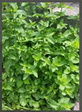 Balm of Gilead Spearmint Live Bareroot Organic Plant - Culinary Aromatic Mentha spicata