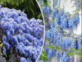 Blue Chinese Wisteria Seeds - Perennial Climbing Vine with Blue Flowers, Wisteria sinensis, 5 Seeds for Garden Trellises & Arbors