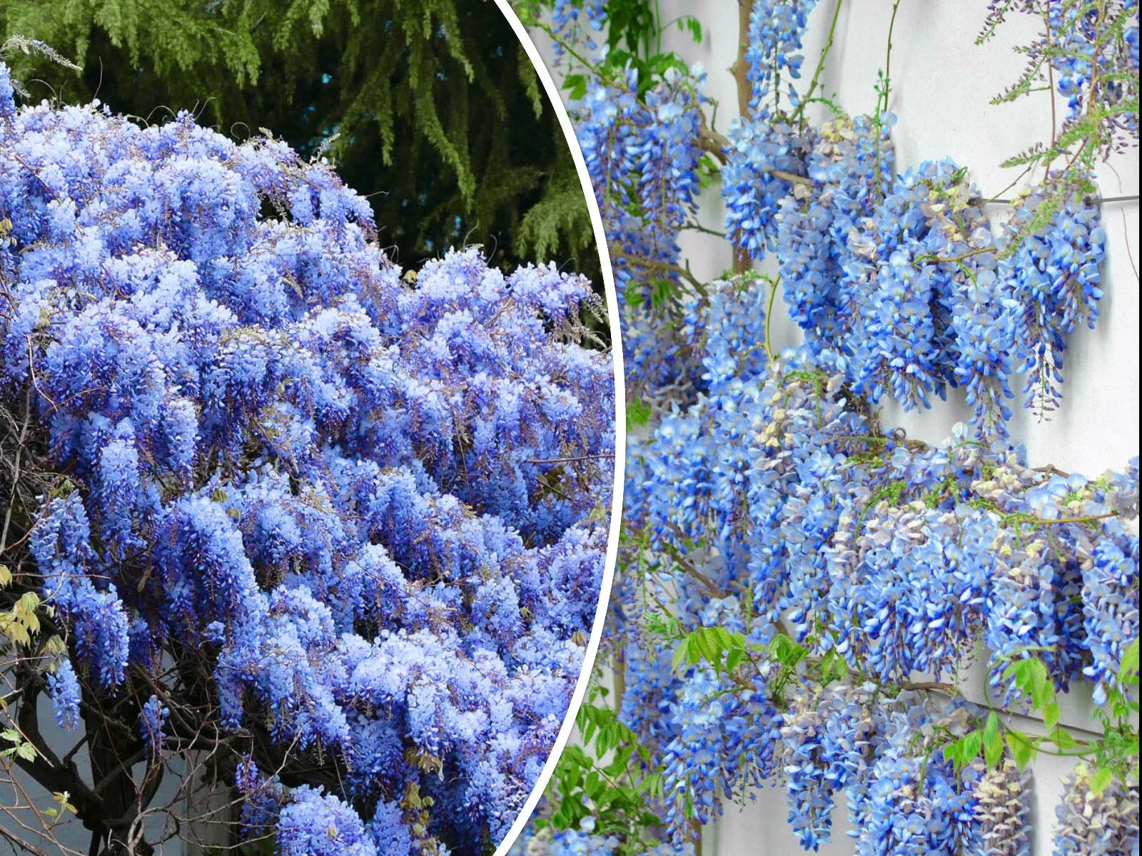Blue Chinese Wisteria Seeds - Perennial Climbing Vine with Blue Flowers, Wisteria sinensis, 5 Seeds for Garden Trellises & Arbors