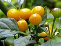 Ají Charapita Pepper Seeds - 10 Premium Capsicum chinense Small Fiery Chili Seeds for Home Garden, Salsas & Spicy Dishes