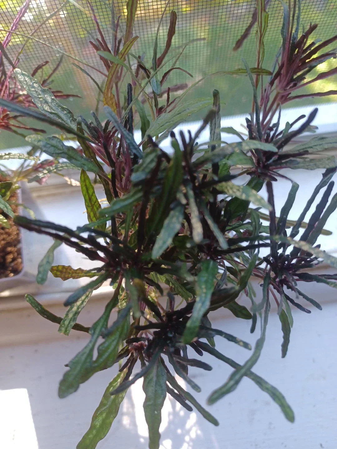 Dragons Tongue Live Rooted Plant - Hemigraphis repanda - Purple and Green Indoor Houseplant for Bright Light Spaces