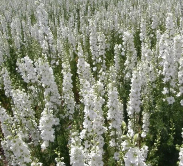 Delphinium Seeds White King Larkspur Non-GMO 200 Count for Floral Arrangements & Garden Cultivation