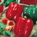 California Wonder Bell Pepper Seeds - Heirloom, NON-GMO, Capsicum annuum, Sweet Bell Pepper Seeds for Garden & Container Growing