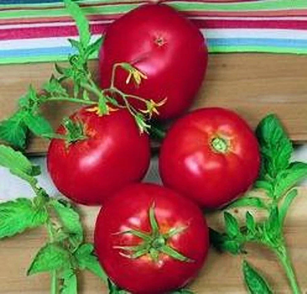 Ace 55 Tomato Seeds - Heirloom, Non-GMO, Solanum lycopersicum, 120+ Seeds for Garden, Container, and Raised Bed Growing