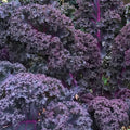 Scarlet Kale Seeds - Non-GMO, Dark Purple, Ornamental & Edible, Brassica oleracea var. sabellica