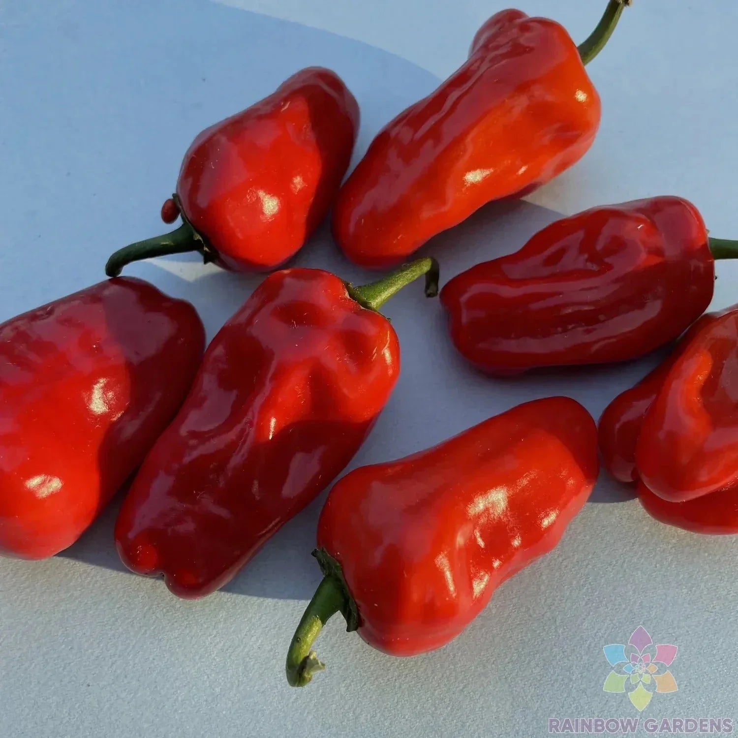 Hinkelhatz Hot Pepper Seeds - Pack of 25+ Non-GMO Heirloom Capsicum annuum for Spicy Garden Cultivation